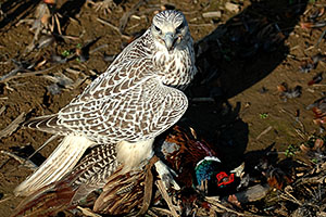 Gyr Gyr