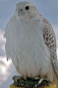 Gyr