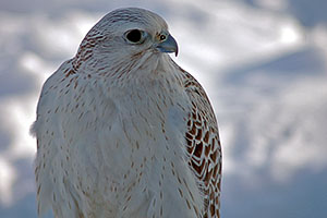 Gyr Gyr