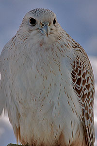 Gyr