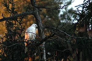 Sibirian Goshawk