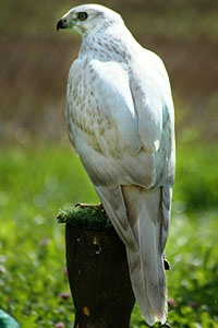 Sibirian Goshawk