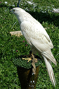 Sibirian Goshawk