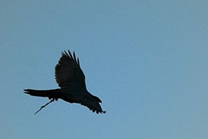 Sibirian Goshawk